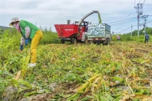 怎么正确使用玉米青贮收获机，需严格按产品使用说明书操作