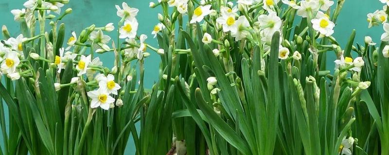 水仙花在什么季节开放，在每年1-2月开放