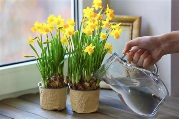水仙花在什么季节开放，在每年1-2月开放