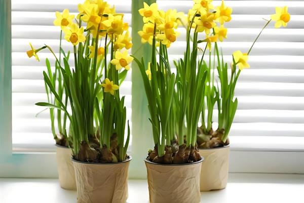 水仙花在什么季节开放，在每年1-2月开放