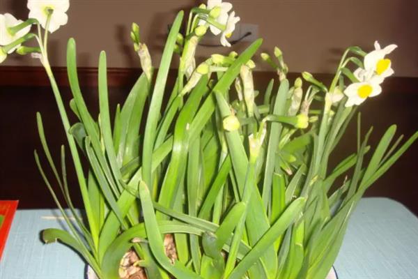 水仙花在什么季节开放，在每年1-2月开放