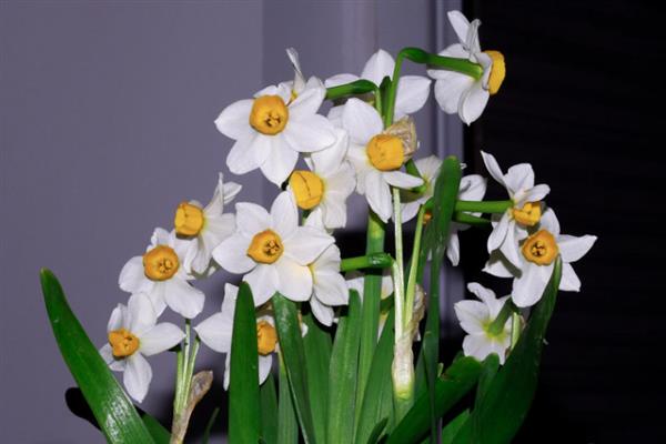 水仙花在什么季节开放，在每年1-2月开放