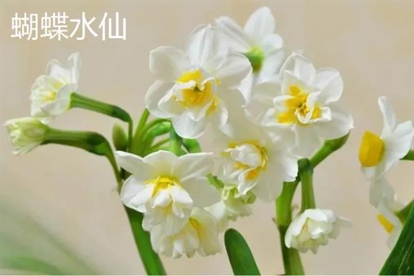 水仙花在什么季节开放，在每年1-2月开放