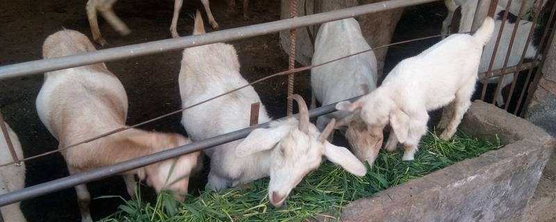 断奶的羔羊喂哪种饲料，以玉米面和麦麸为主