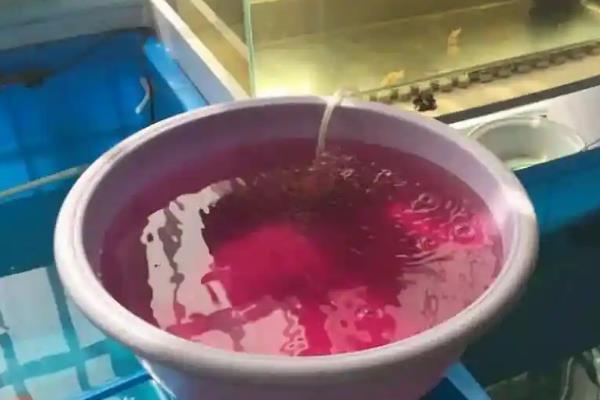 鱼身上为何长白毛，一般是水霉病导致
