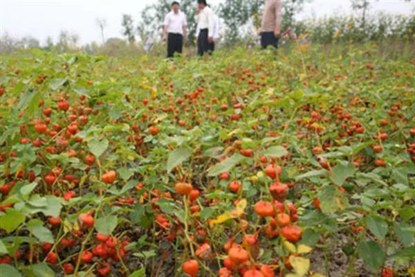 黄菇娘怎么种植，种植前需浸种催芽