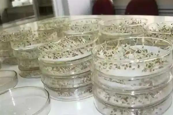 黄菇娘怎么种植，种植前需浸种催芽