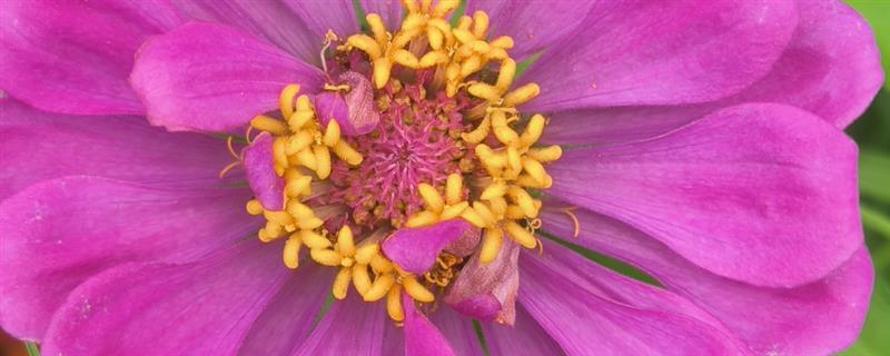百日菊的种植方法，栽种后将温度控制在21-23℃