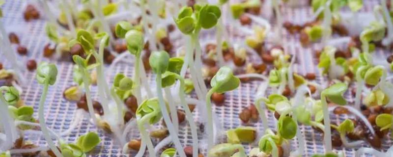 苦瓜种子快速催芽的方法，推荐以下2种方式