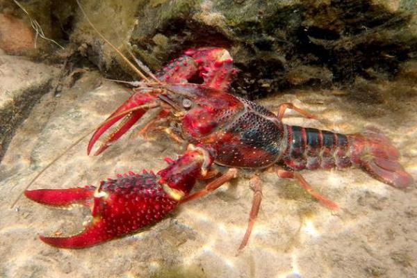 小龙虾在哪有产，产地有湖北、安徽、江苏等地