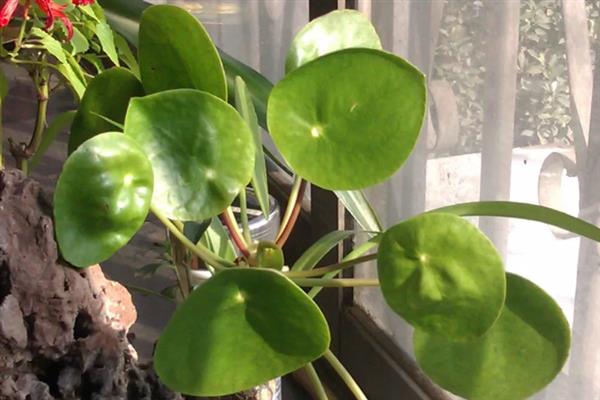 镜面草会开花吗，其花期在4-7月