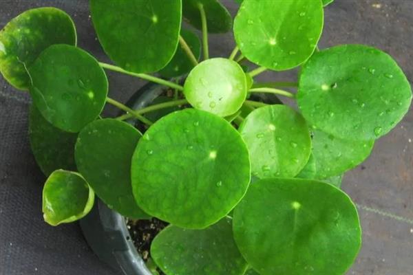 镜面草会开花吗，其花期在4-7月