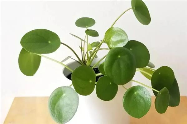 镜面草会开花吗，其花期在4-7月