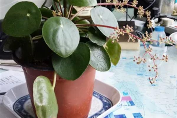 镜面草会开花吗，其花期在4-7月