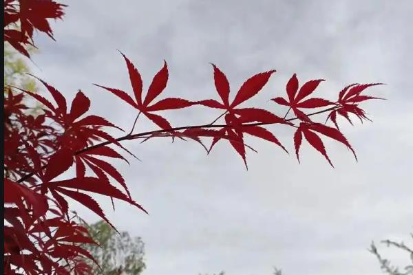 红枫的象征，寓意希望热情、思念回忆等