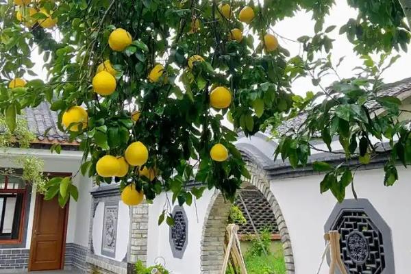 柚子树怎么防治病虫害，主要病害有黄龙病、溃疡病等