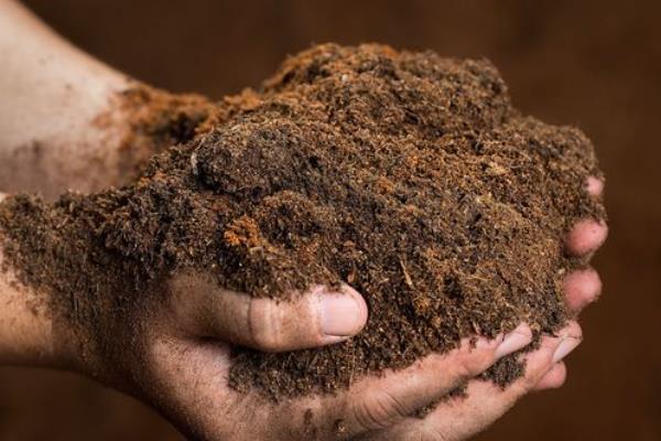 百日菊的种植方法，栽种后将温度控制在21-23℃