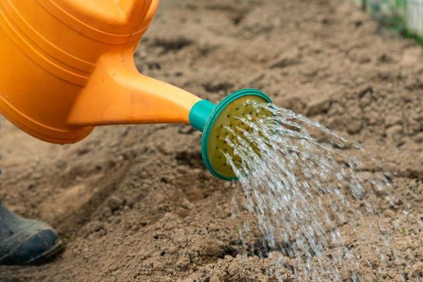 百日菊的种植方法，栽种后将温度控制在21-23℃