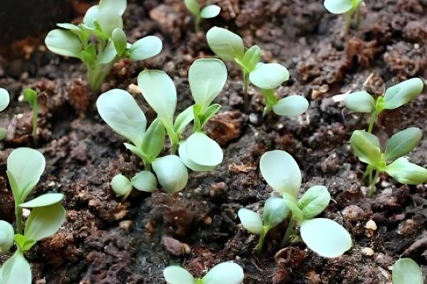 百日菊的种植方法，栽种后将温度控制在21-23℃