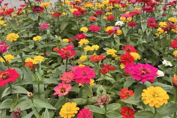 百日菊的种植方法，栽种后将温度控制在21-23℃