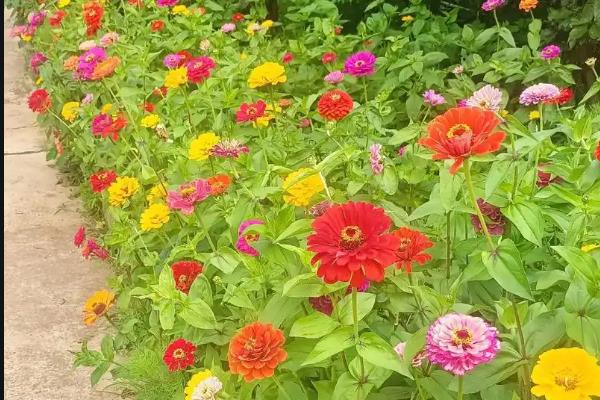 百日菊的种植方法，栽种后将温度控制在21-23℃