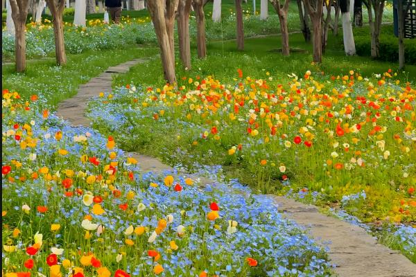 百日菊的种植方法，栽种后将温度控制在21-23℃