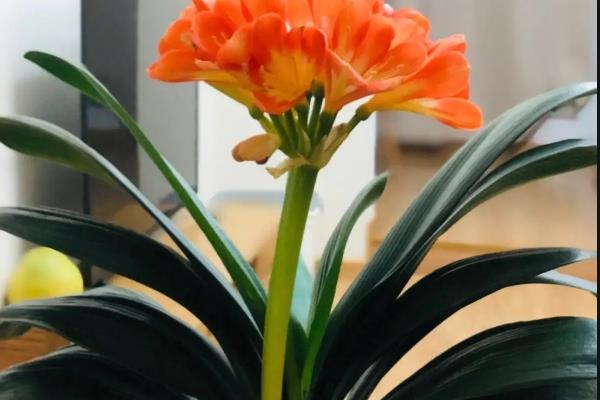 有哪些代表冬天的植物，常见的有长寿花、一品红等