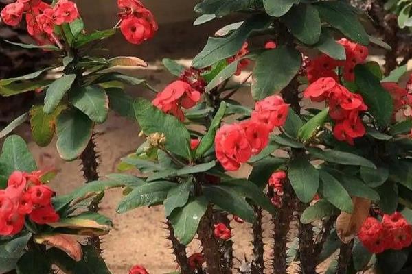 有哪些代表冬天的植物，常见的有长寿花、一品红等