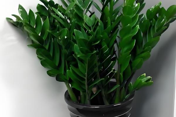 有哪些代表冬天的植物，常见的有长寿花、一品红等