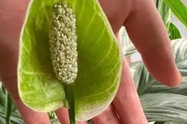 一帆风顺花朵变绿的原因，可能是光照不足、缺乏养分造成