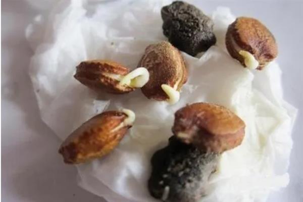 苦瓜种子快速催芽的方法，推荐以下2种方式