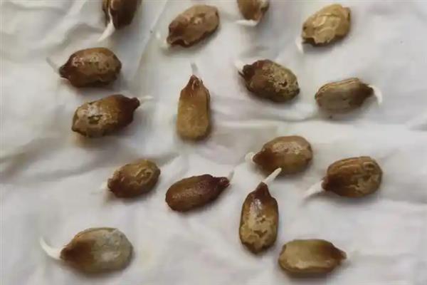 苦瓜种子快速催芽的方法，推荐以下2种方式