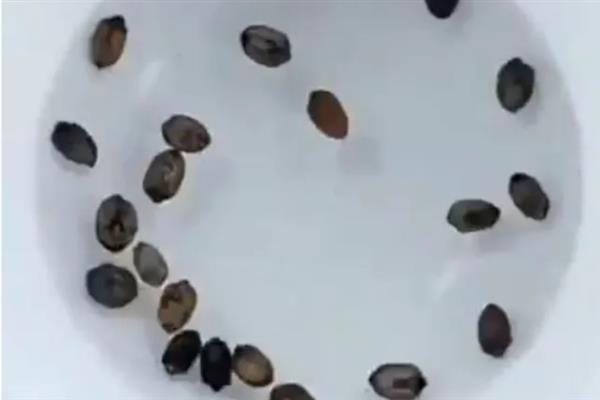 苦瓜种子快速催芽的方法，推荐以下2种方式