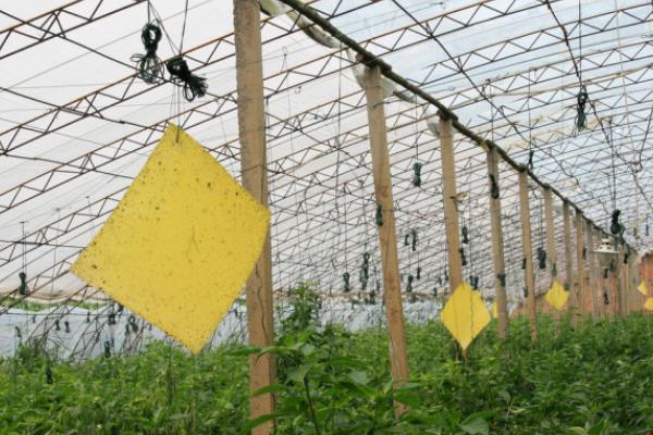 高温天气蔬菜生产管理措施，需加强肥水管理