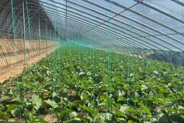 高温天气蔬菜生产管理措施，需加强肥水管理