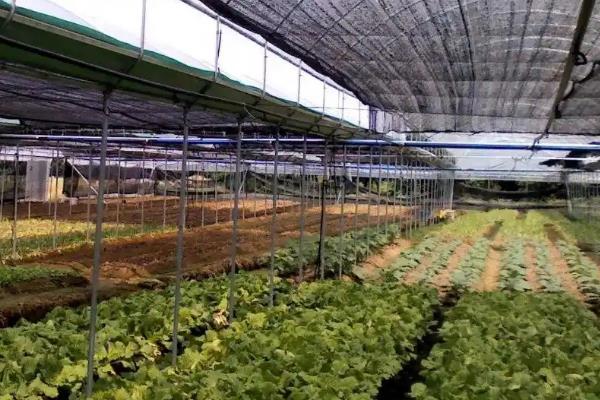 高温天气蔬菜生产管理措施，需加强肥水管理