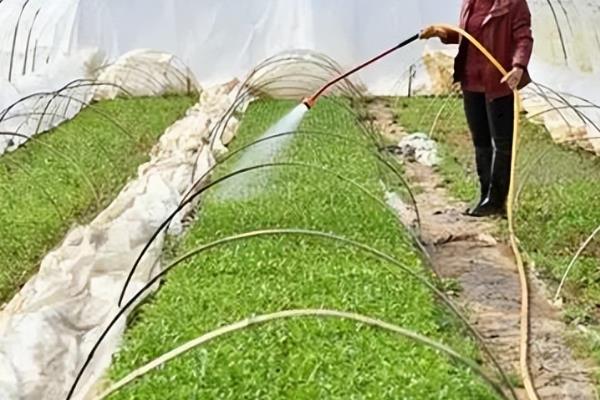 高温天气蔬菜生产管理措施，需加强肥水管理