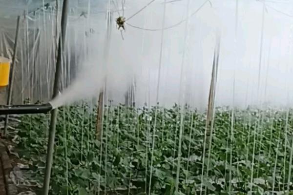 高温天气蔬菜生产管理措施，需加强肥水管理