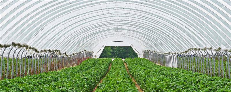 高温天气蔬菜生产管理措施，需加强肥水管理