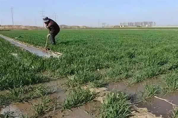 如何把握好小麦春季第一次肥水，需根据墒情、苗情和天气而定