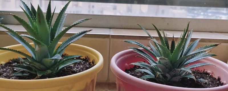 如何种植菠萝的叶子，向叶片底端涂抹生根粉再插入土壤中