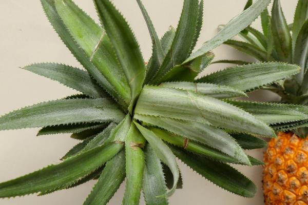 如何种植菠萝的叶子，向叶片底端涂抹生根粉再插入土壤中