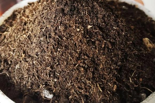 如何种植菠萝的叶子，向叶片底端涂抹生根粉再插入土壤中
