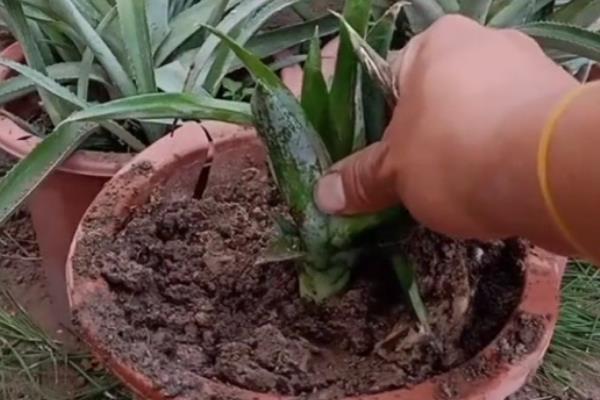 如何种植菠萝的叶子，向叶片底端涂抹生根粉再插入土壤中