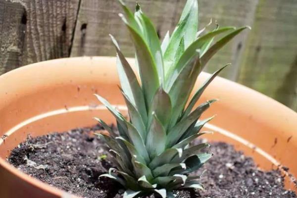 如何种植菠萝的叶子，向叶片底端涂抹生根粉再插入土壤中