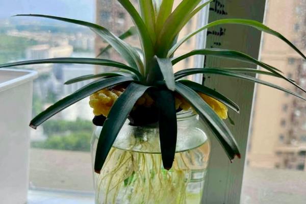 如何种植菠萝的叶子，向叶片底端涂抹生根粉再插入土壤中