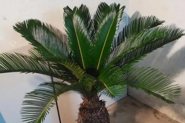 家里种铁树是否吉利，可以庇护家宅内的气运