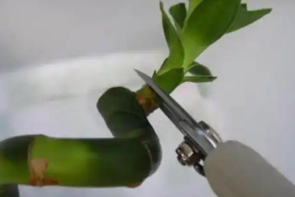让富贵竹更旺盛的方法，每个月追施一次专用花肥