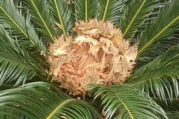家里种铁树是否吉利，可以庇护家宅内的气运