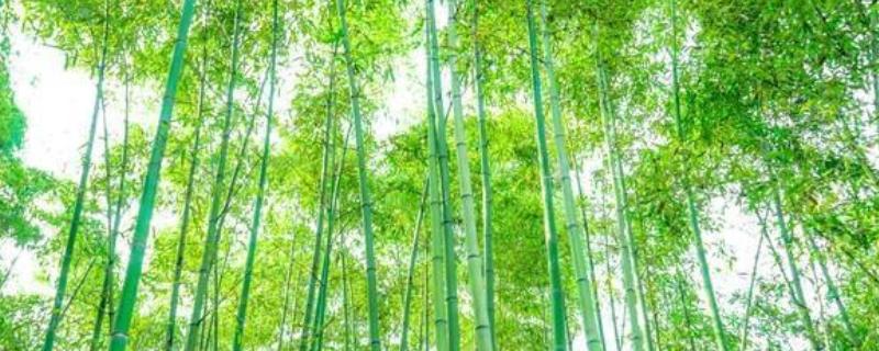 竹子一年四季是什么颜色，一年四季都常青的植物